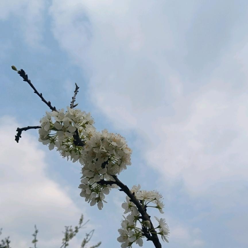 李火火