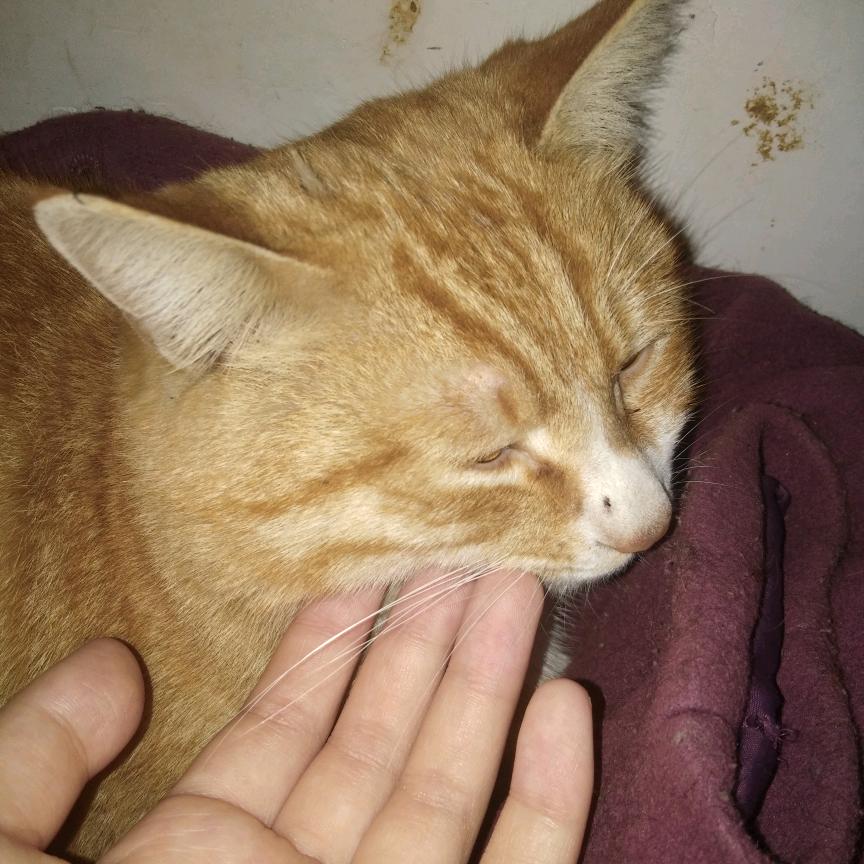 玛卡巴卡的花园