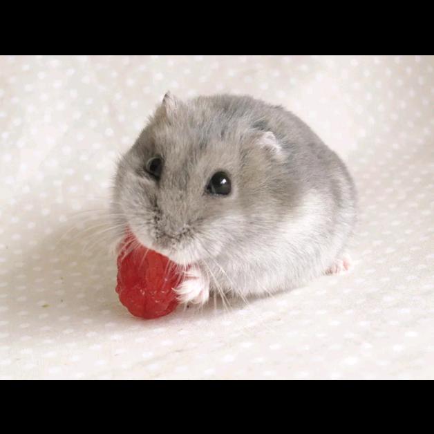 乐事🐹与上好佳🐹