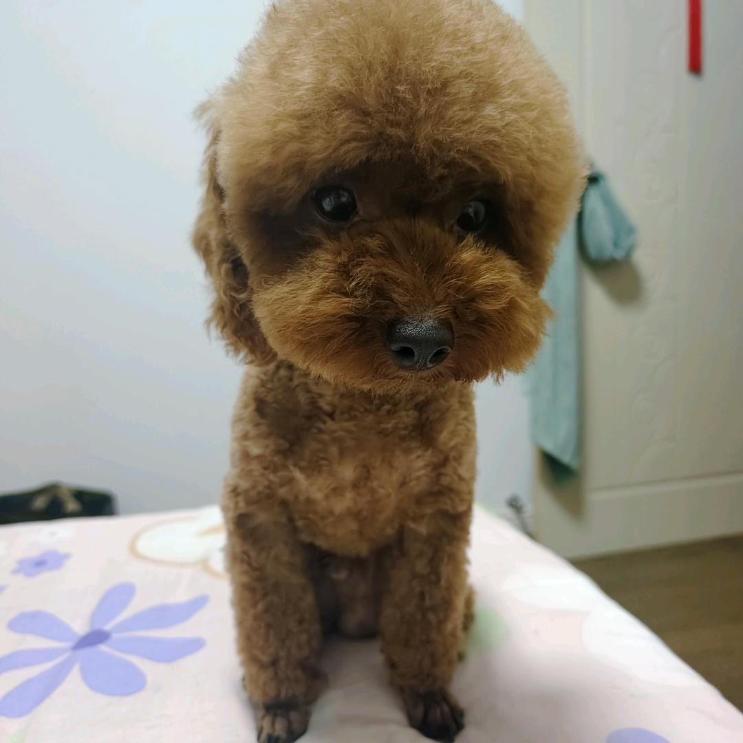 小果粒