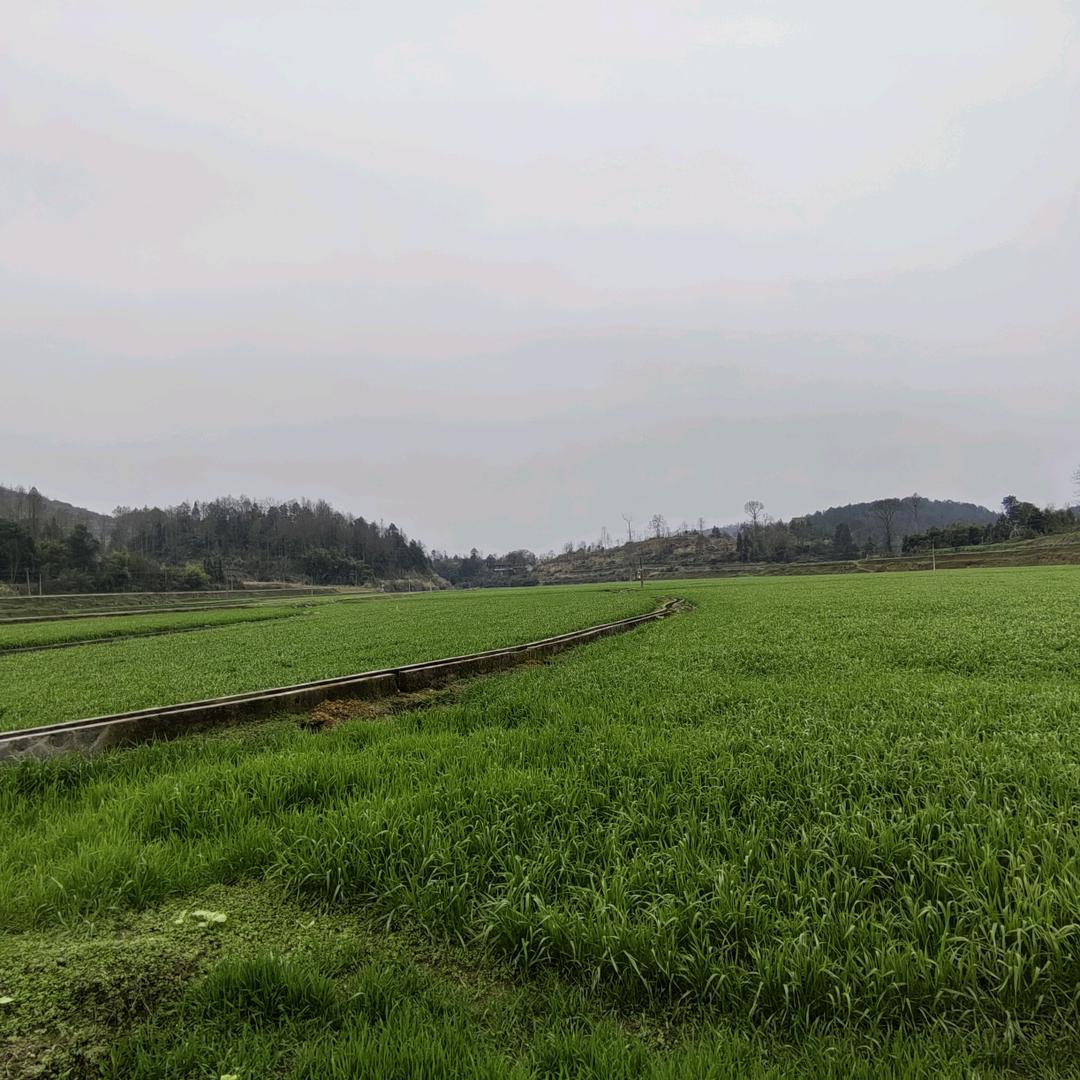糖豆