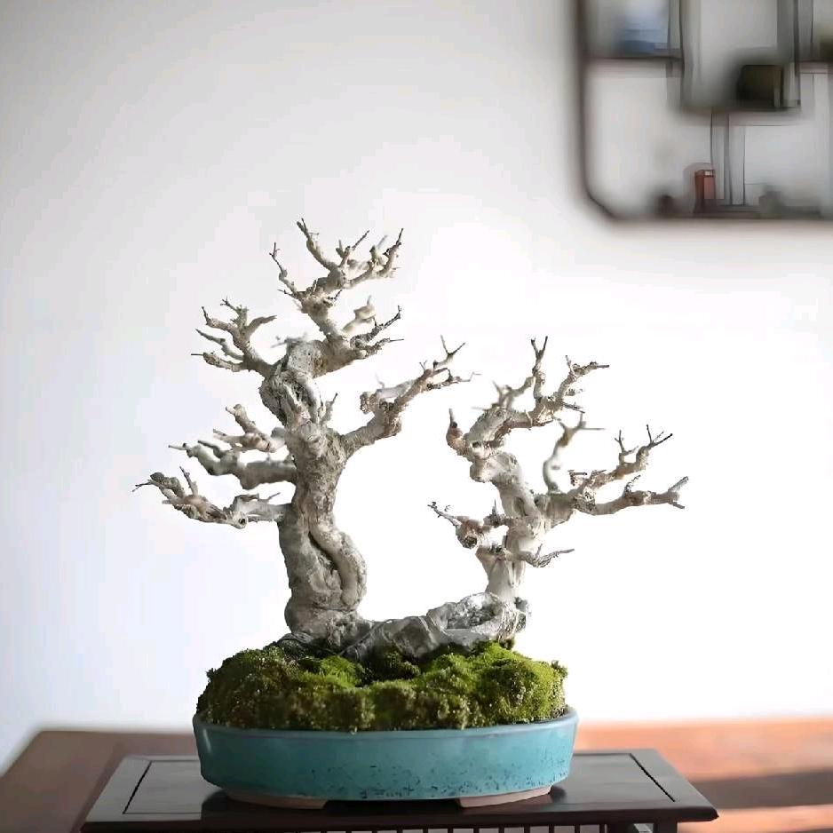 济南市米冬白蜡盆景种植基地