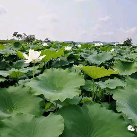 予独爱莲