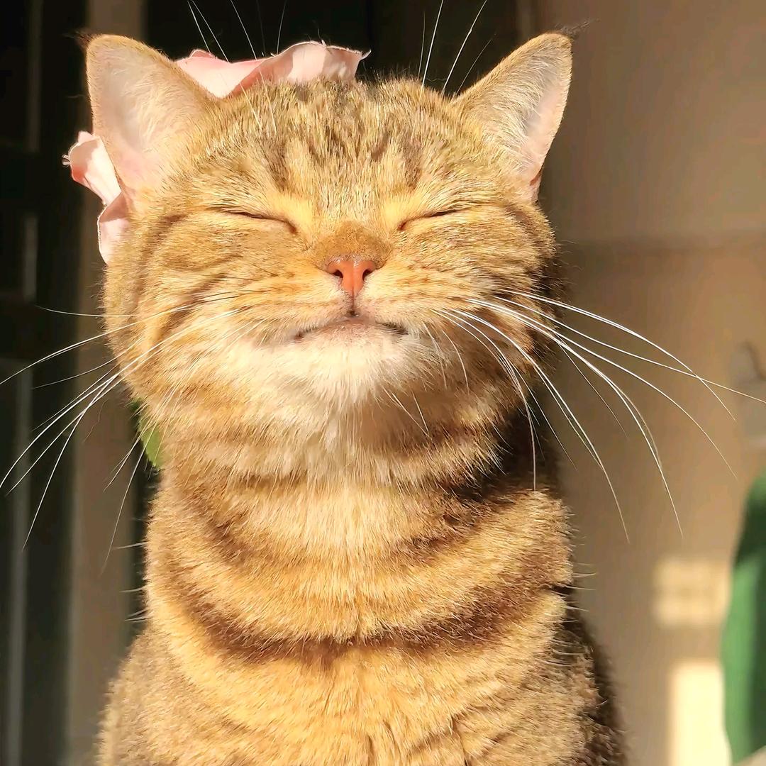 🐱