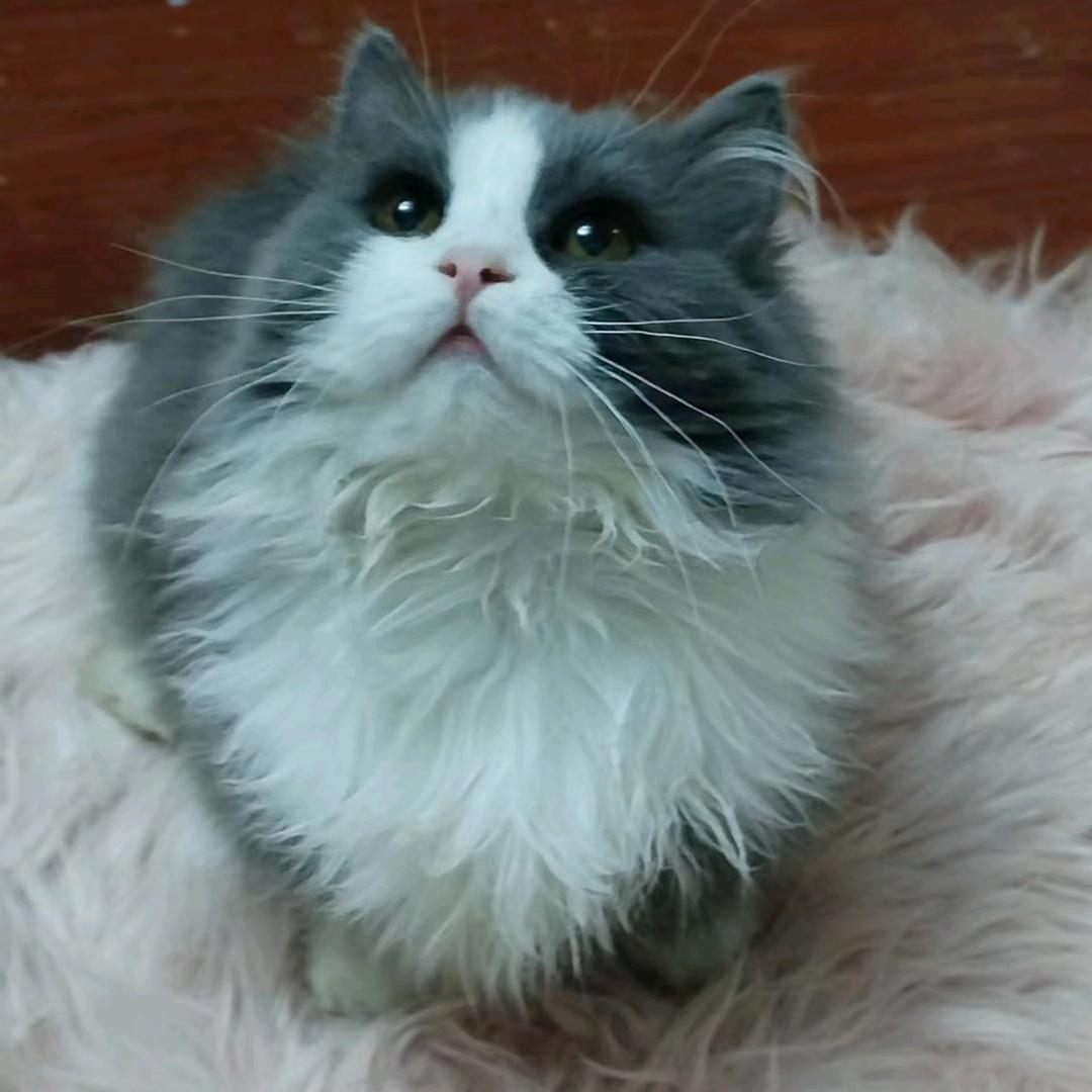 我爱猫咪🐈