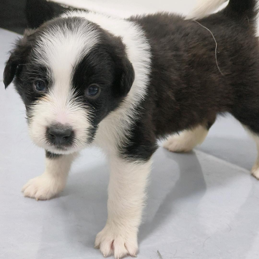 边牧小南(养🐶私信)