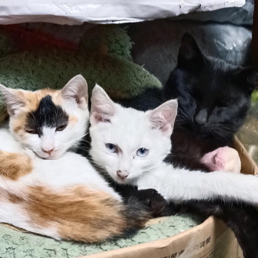 做啥子？卖菜！