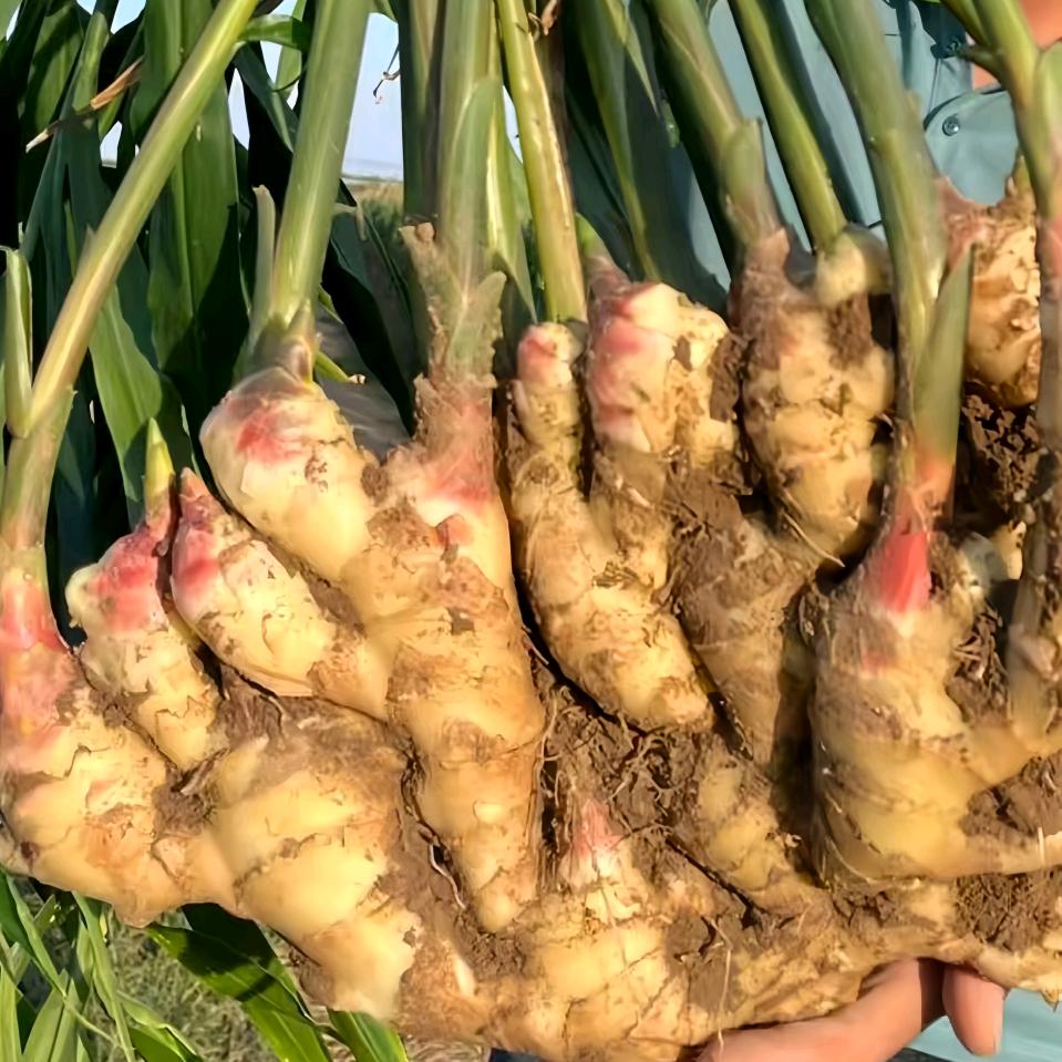 太溪邦姜山可期