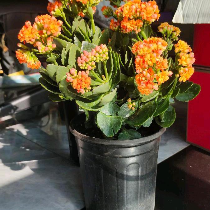 我的中国心❤️❤️❤️