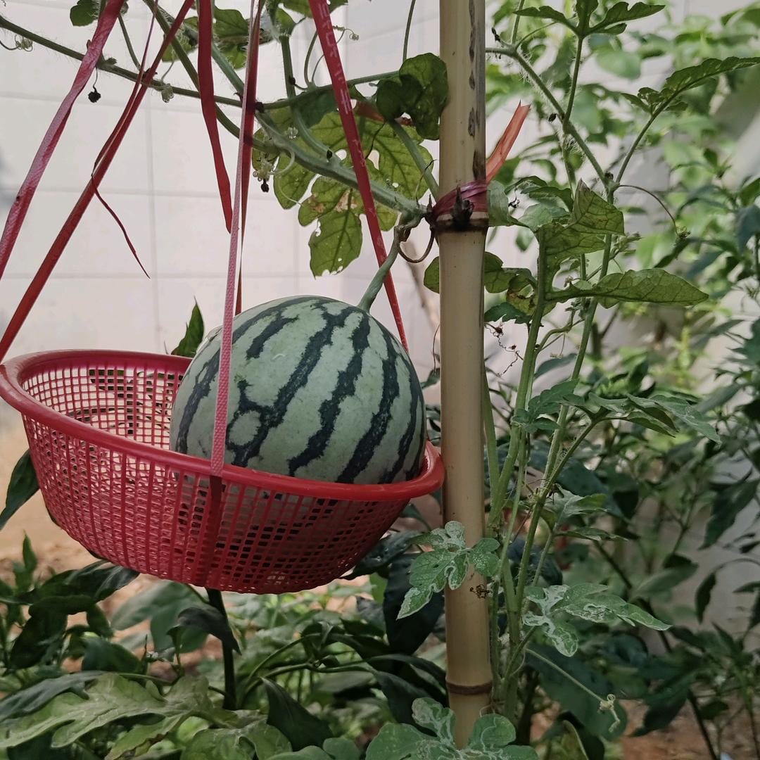 老谭私服-直播上新