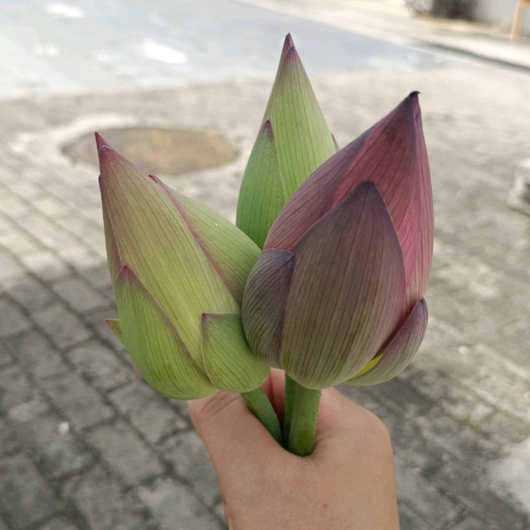 我姓李爱李不理