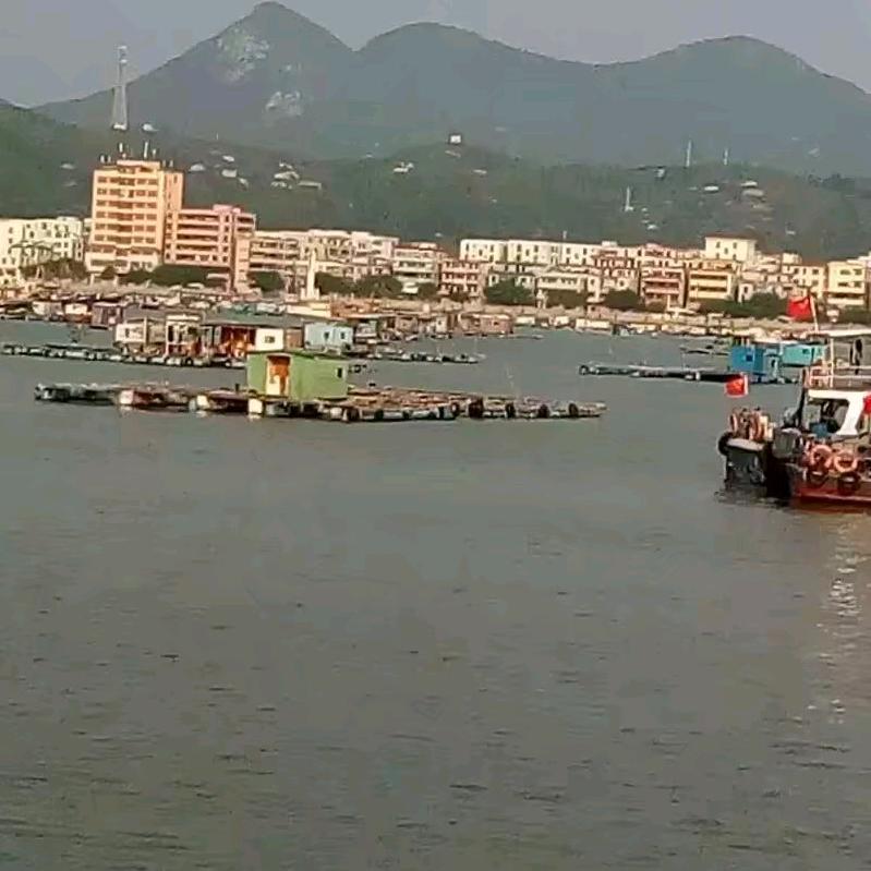 迷途的糕羊