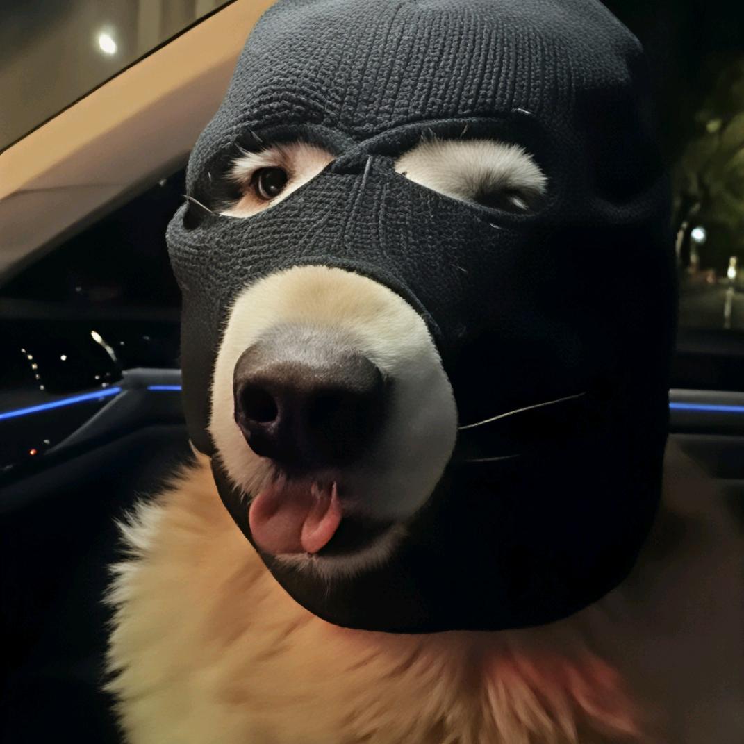惬意的猫