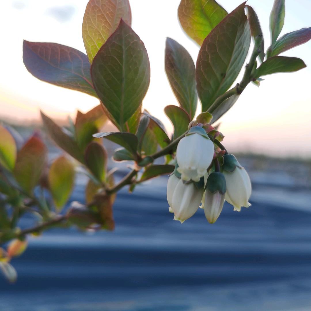 一林蓝莓