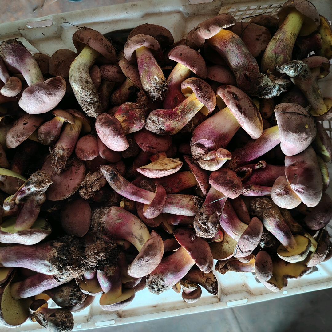 云南大自然野生菌茯苓哥