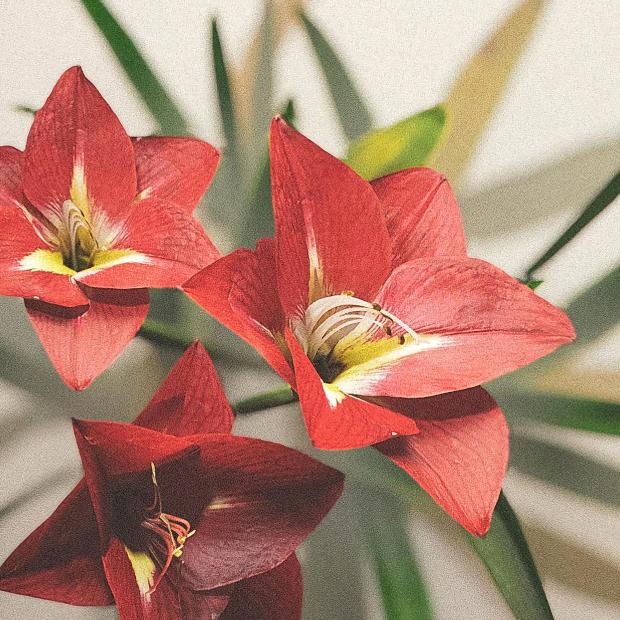 .       在逃🎀公主و