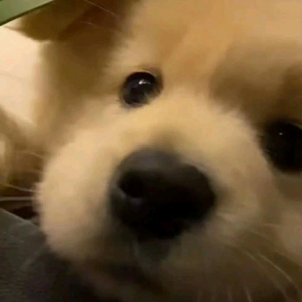 小狗想去看海