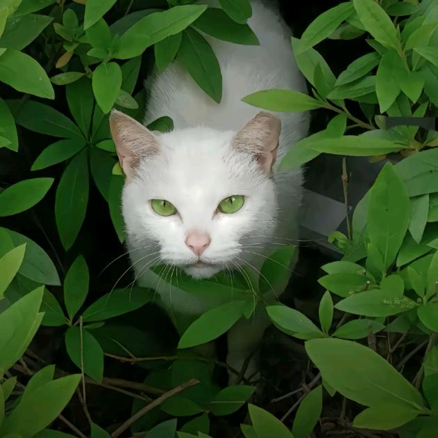 西楼（化妆师版）