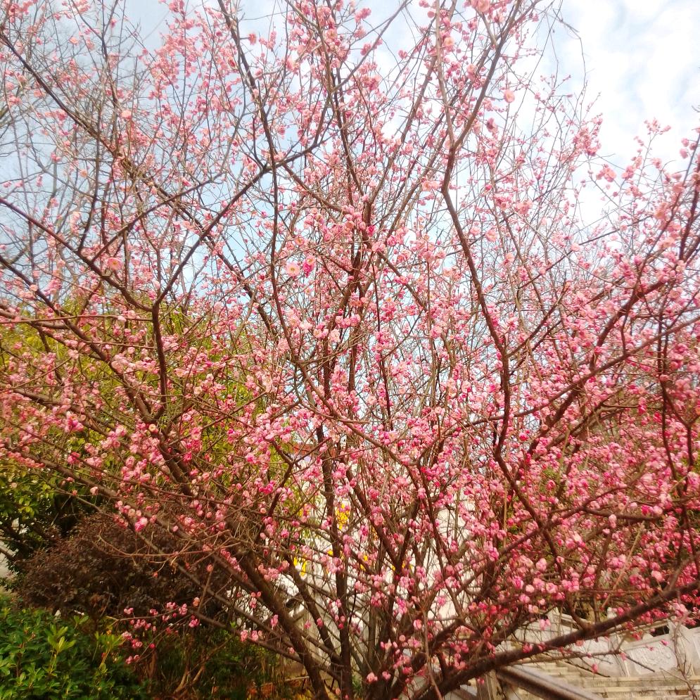 💜💝。下定决心忘