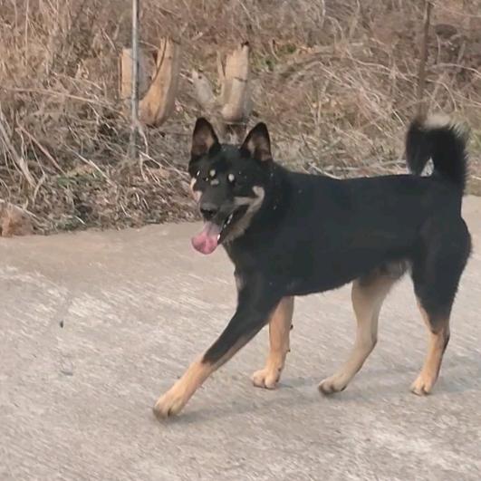 田园犬－小虎