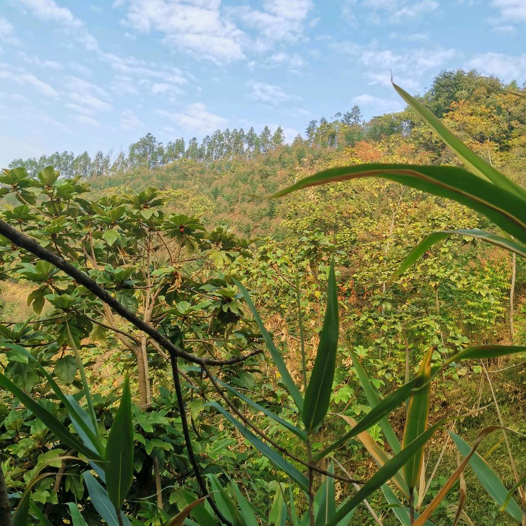 阿成💋｛乖乖的｝