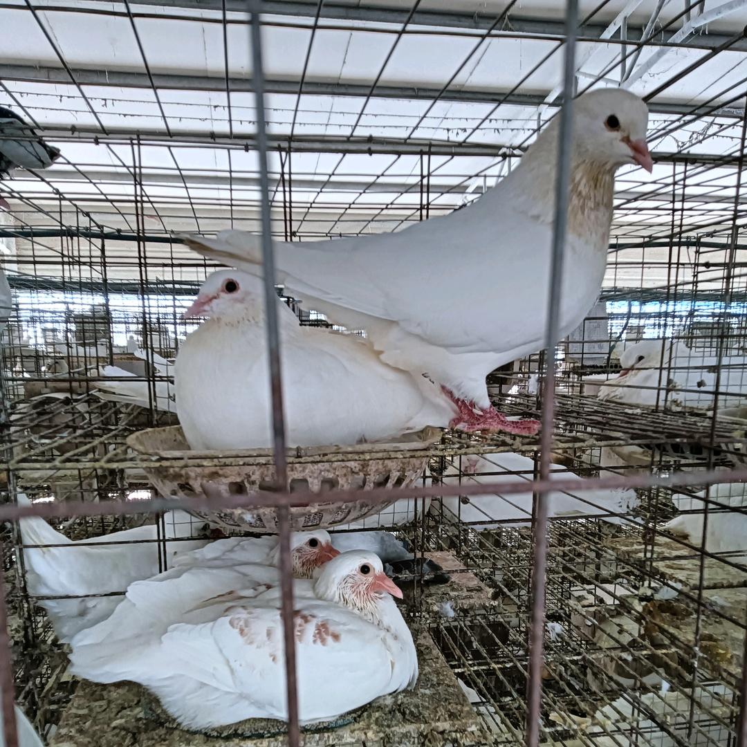 浙江衢州肉鸽蛋鸽养殖