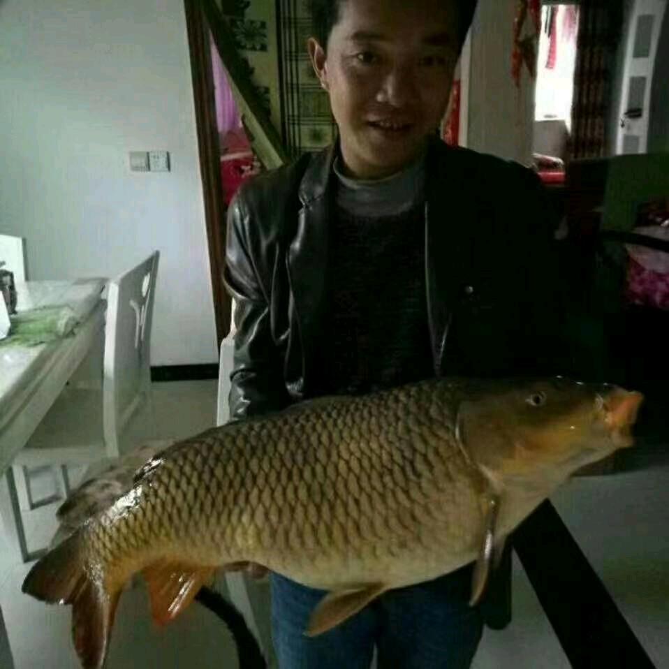 日白鱼饵