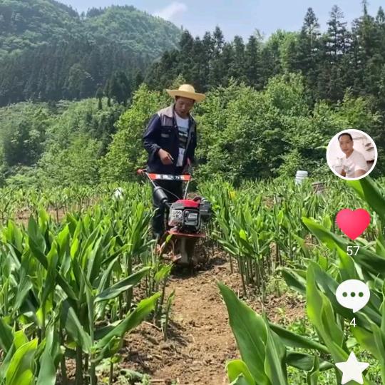 凉都大表哥（洋荷种植）