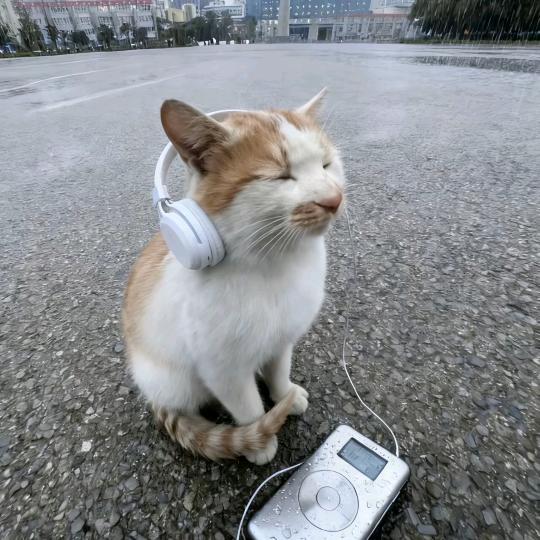 孤独的狼
