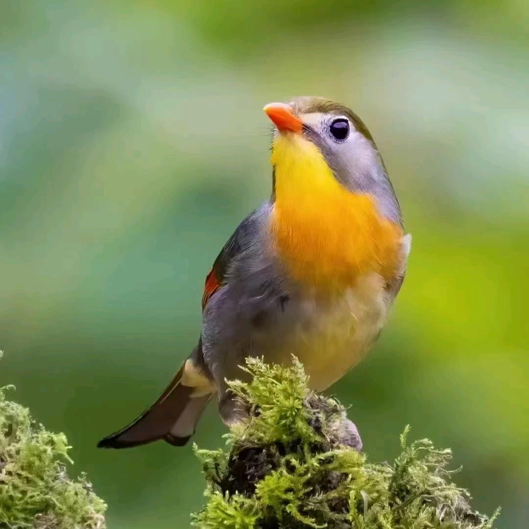 连长盘鸟🐦