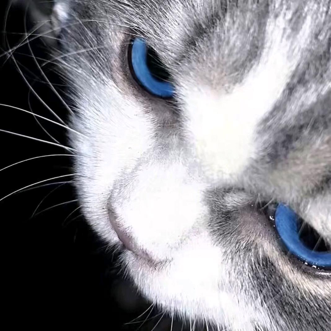 骑着熊大逛森林