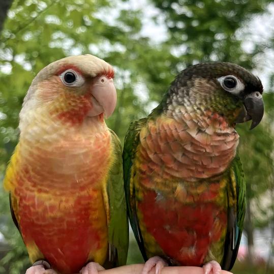 刘伟.鹦鹉.养殖