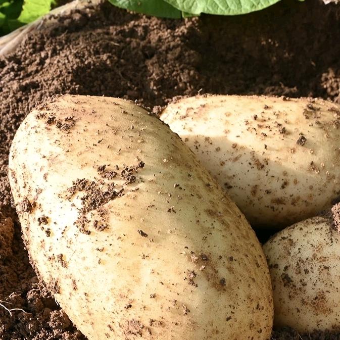 西北农产品商行