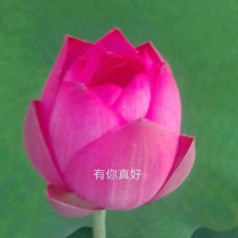 松林