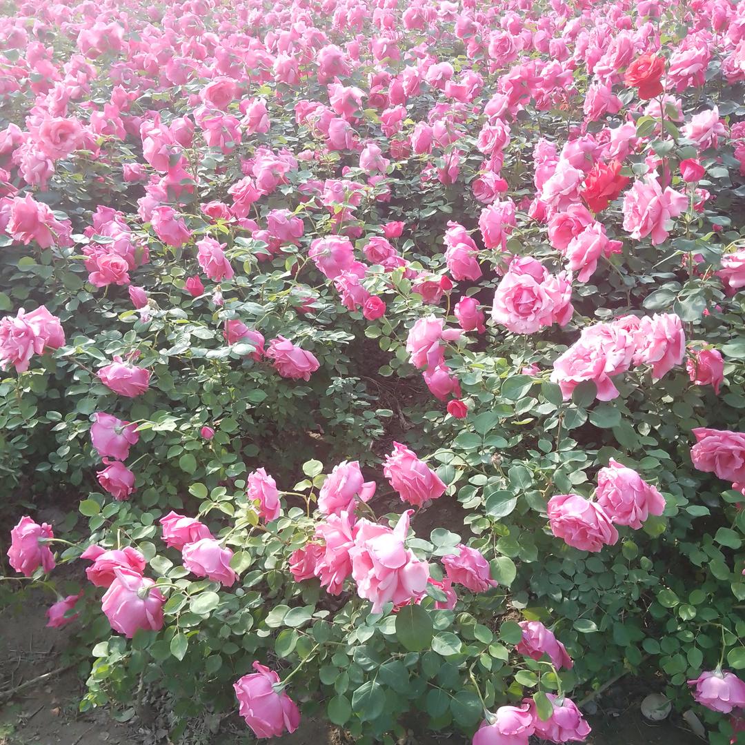 花好月圆