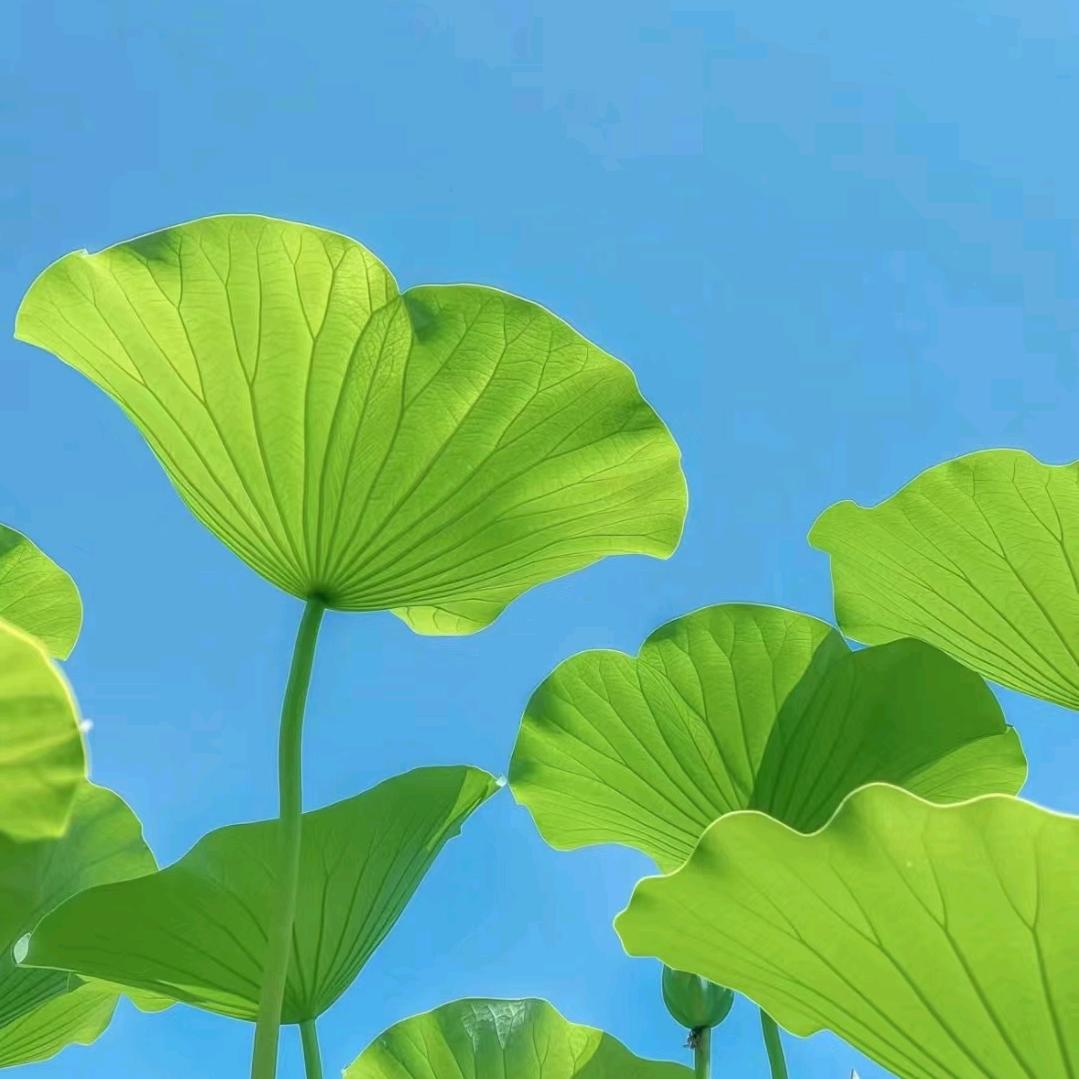 夏乐
