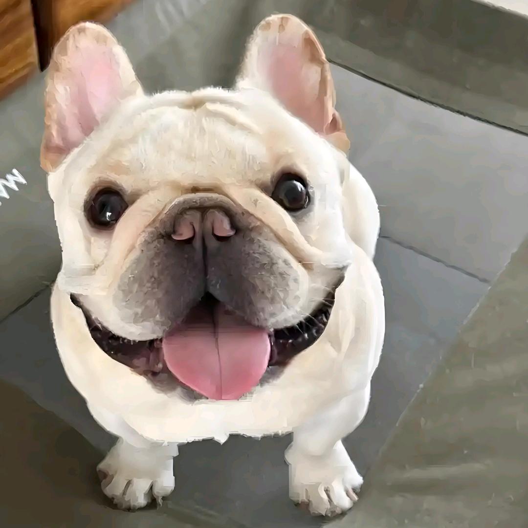 小麦穗儿🌾（蛋糕定制）