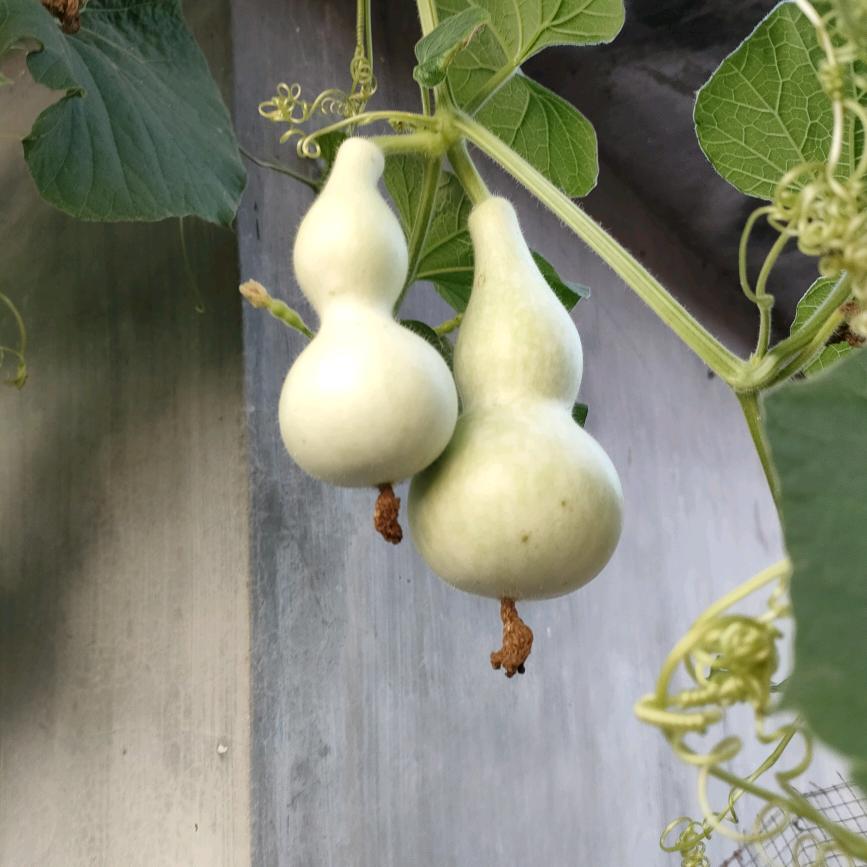 华仔好物馆