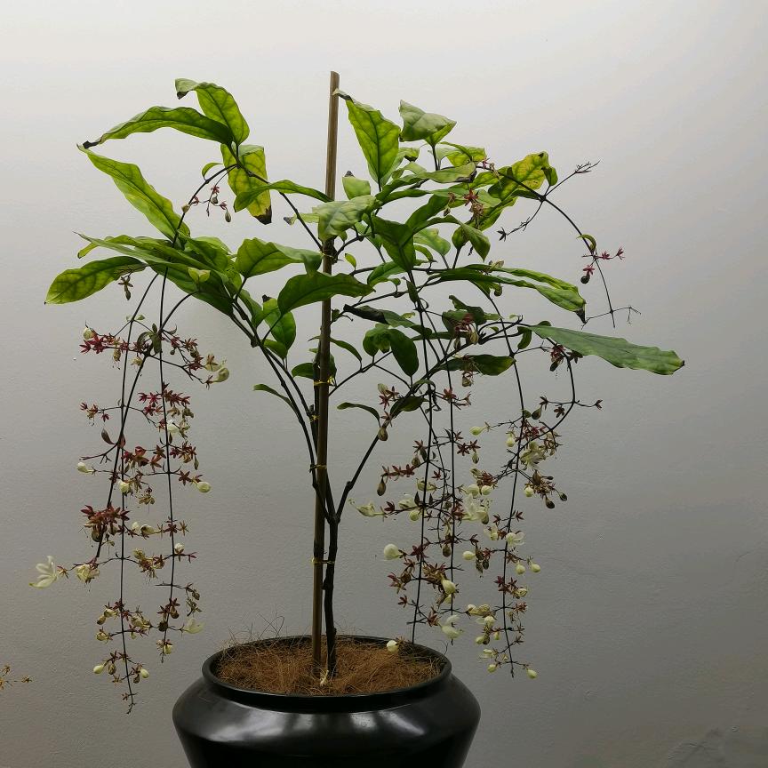 ℒ💕⃨ꪤ祁星🌈꯭高赵ઈ࿐