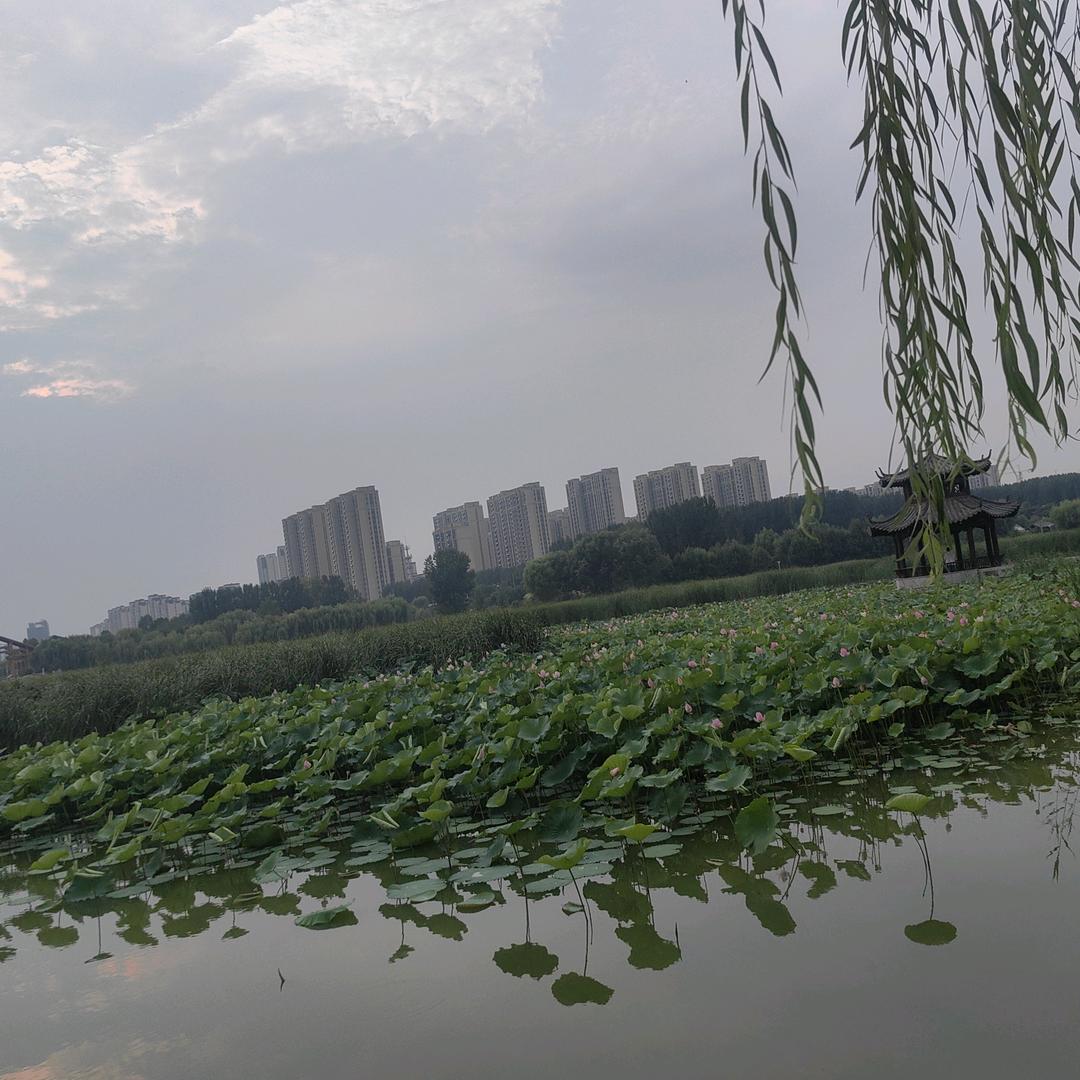 忐忑妞_