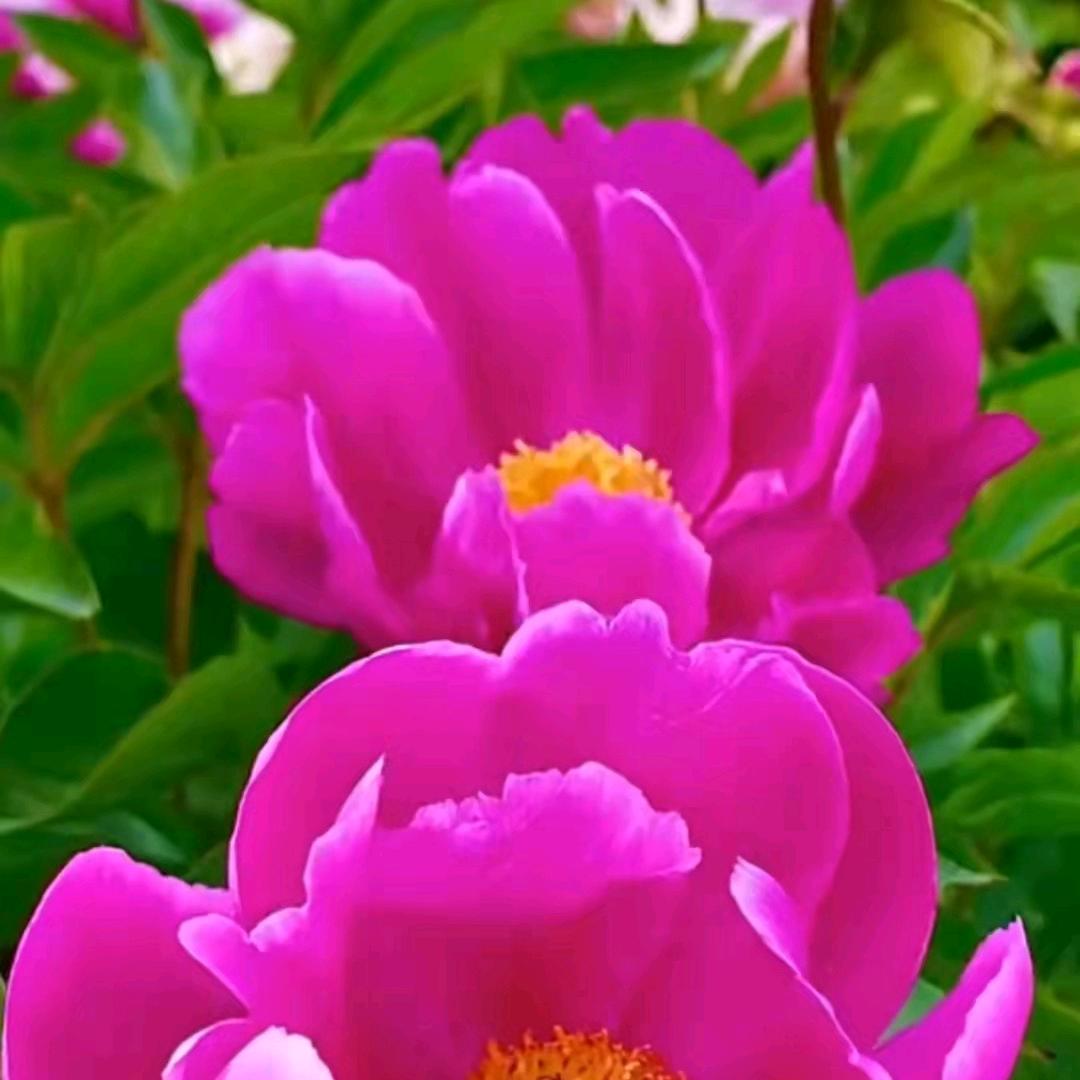 樱花树下等你🌸