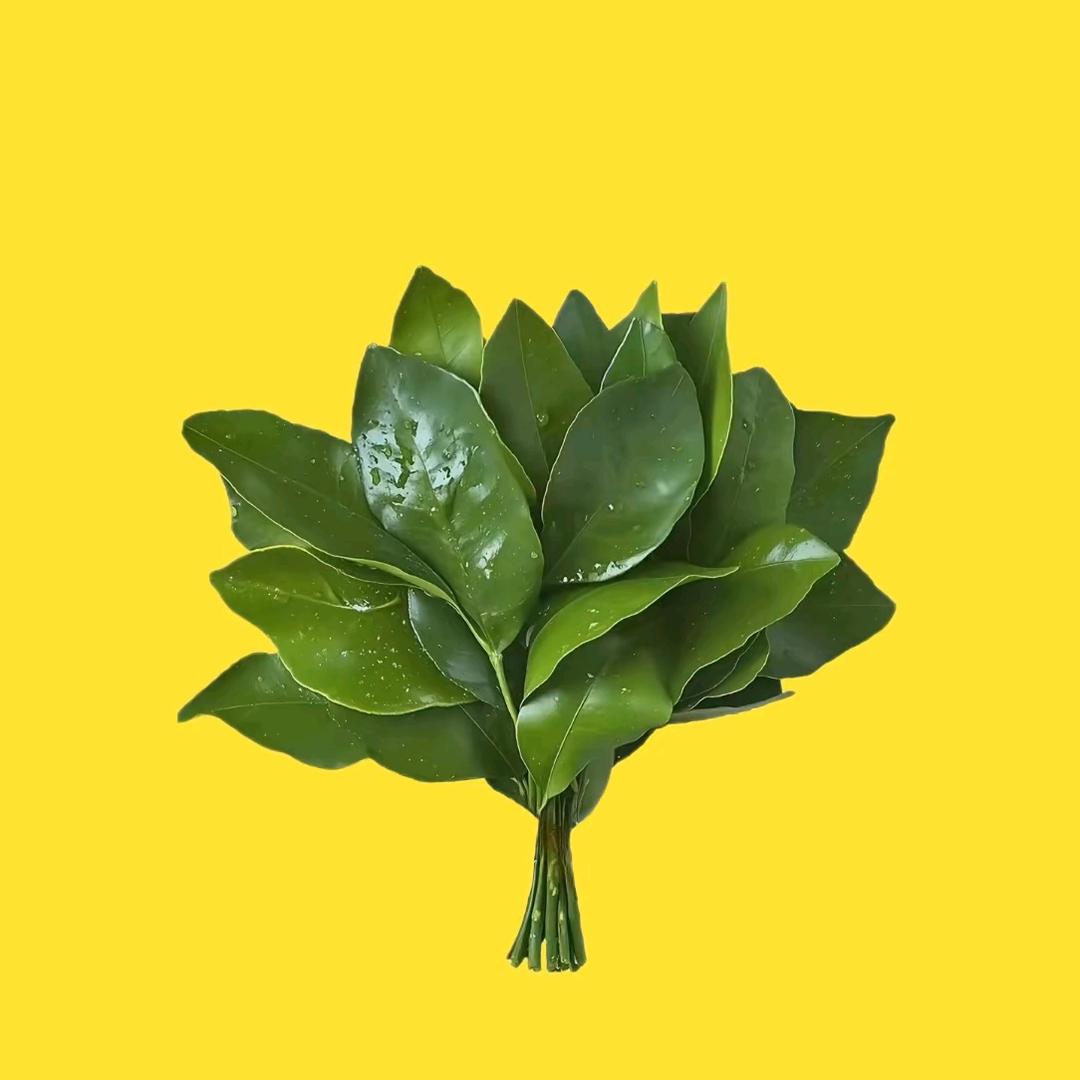 多米小十二🍀