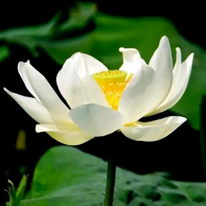 独宠（928）☔️