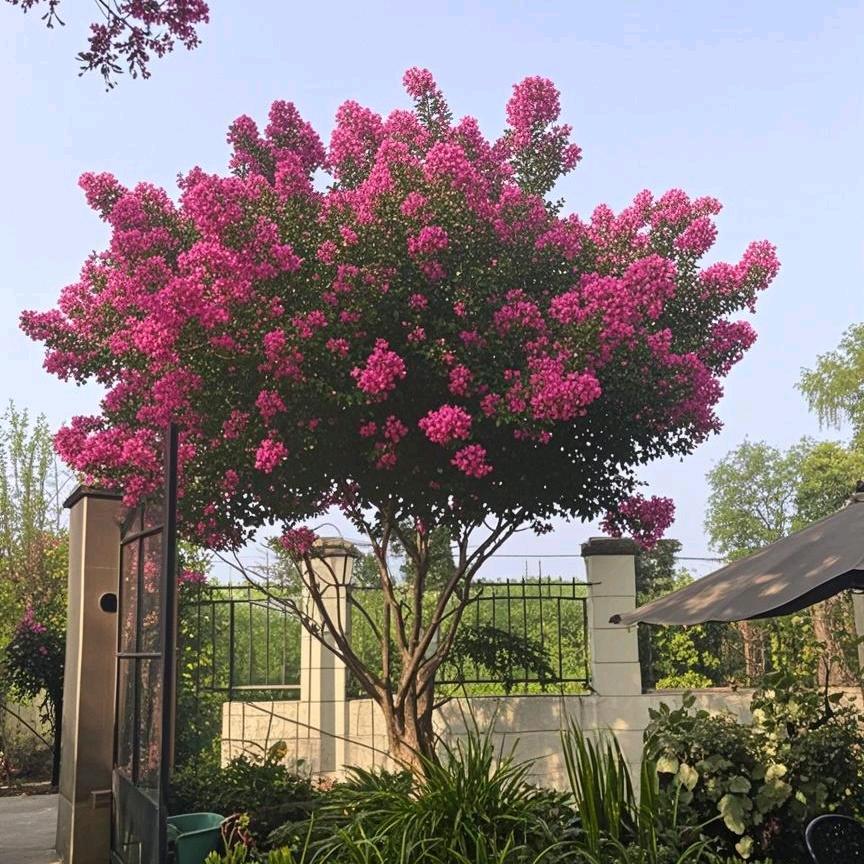 川红紫薇花木基地（君艺园艺）