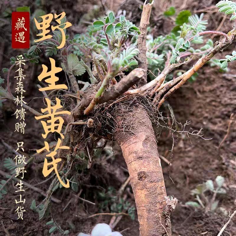 甘肃岷县野生黄芪野生党参