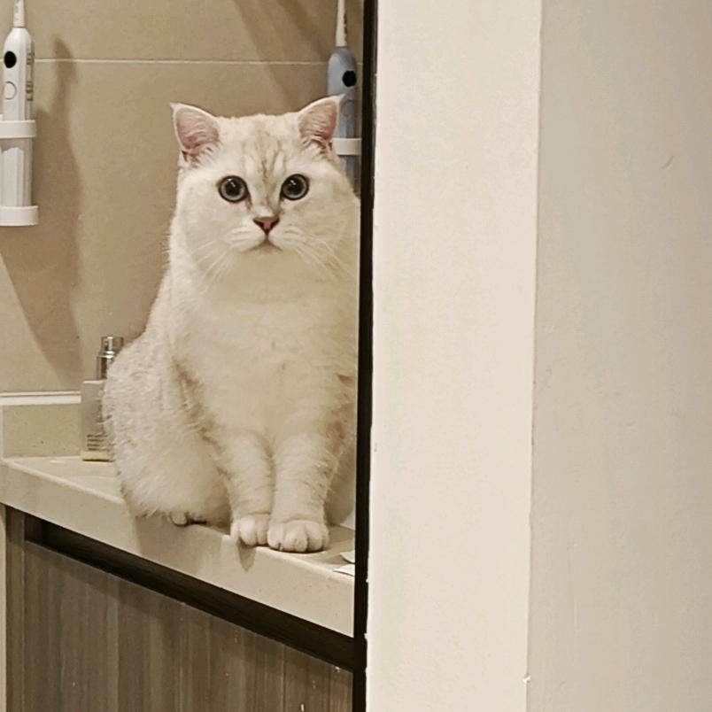 瑞士卷正在减肥中