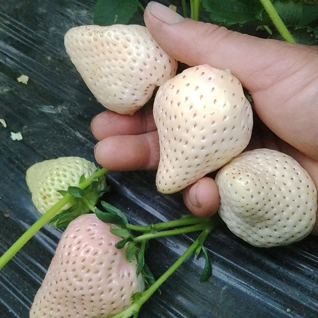 草莓育苗🍓🍓🍓🍓军哥