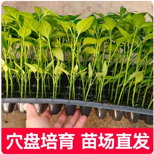 顺其自然