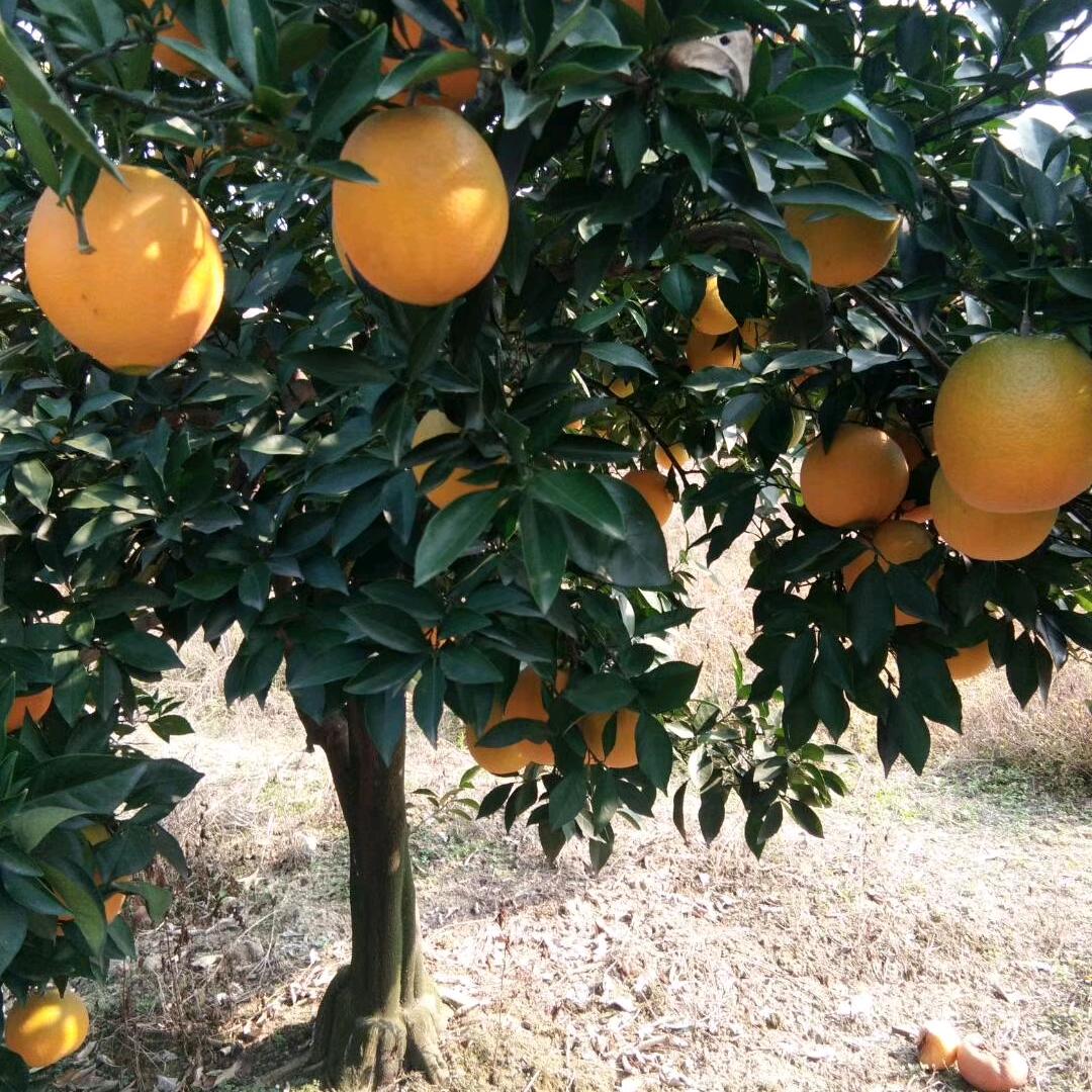 柑橘:、纽荷尔脐橙长年代办