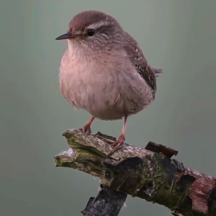 叙白
